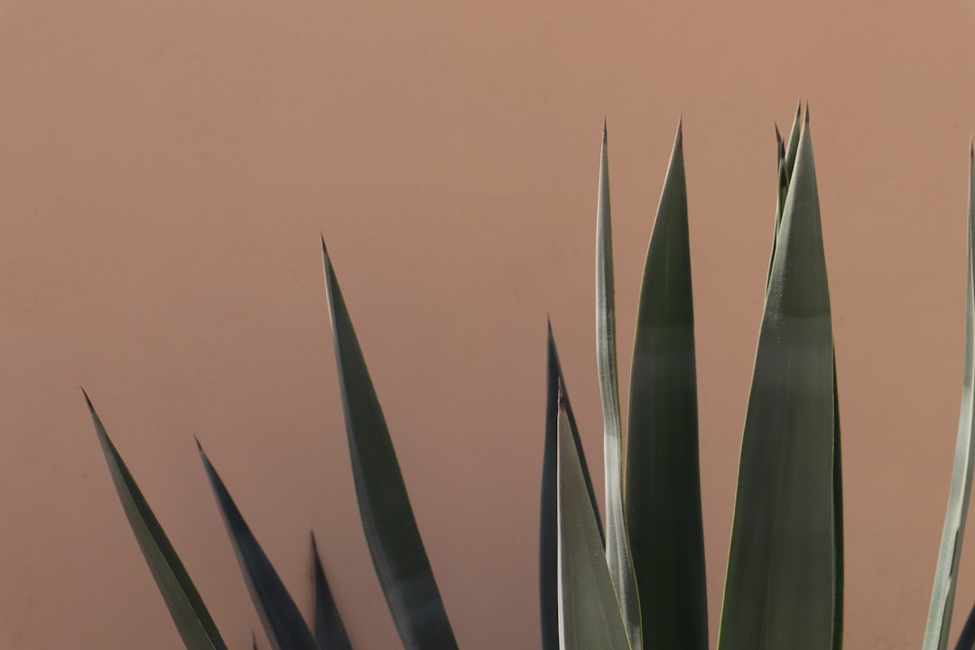 Photo agave plant