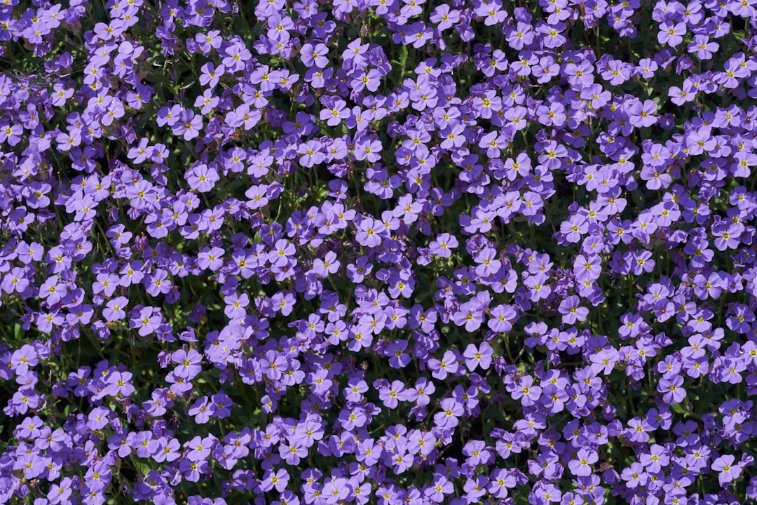 Photo purple flowers
