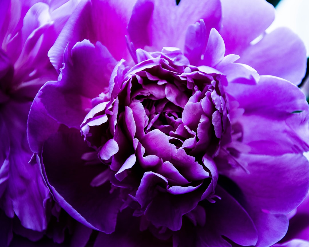 Photo purple flowers